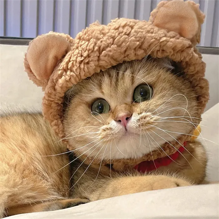 В'язана шапочка для кота